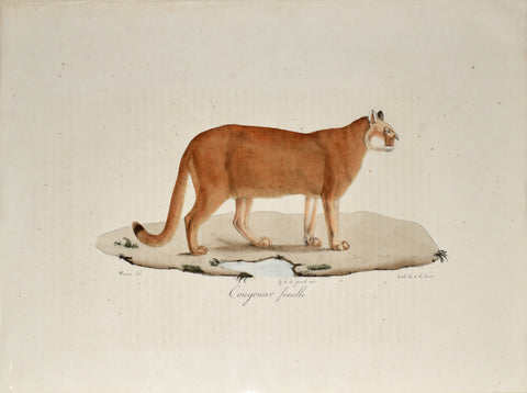 Frederic Cuvier (1769-1832) & Geoffroy Saint-Hilaire (1772-1844), Cougouar femelle