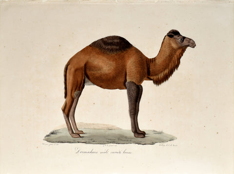Frederic Cuvier (1769-1832) & Geoffroy Saint-Hilaire (1772-1844), Dromadaire male variete brune, Camel