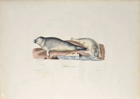 Frederic Cuvier (1769-1832) & Geoffroy Saint-Hilaire (1772-1844), Phoque Commun (Pair of Seals)