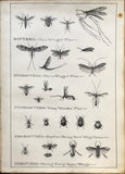 Leonard West, The Natural Trout Fly and its Imitation