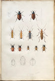 Leonard West, The Natural Trout Fly and its Imitation