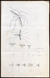 Leonard West, The Natural Trout Fly and its Imitation