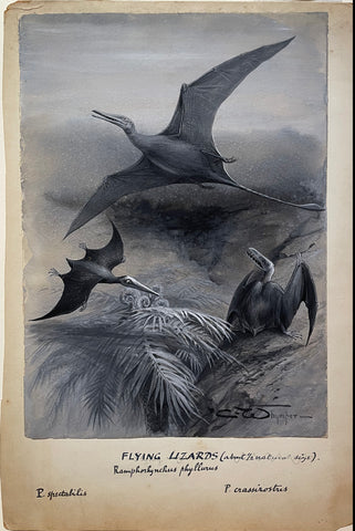Charles Whymper (1853-1941), Flying Lizards