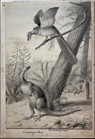 Joseph Smit (1836-1929), 1. Archoeopteryx (Above) and 2. Compsognathus (Below)