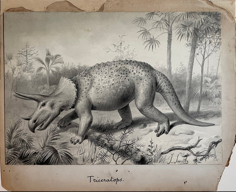 Joseph Smit (1836-1929), Triceratops (From remains found in Cretaceous strata of Wyoming, U.S.A.)