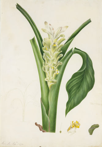 ANN LEE (BRITISH, 1753–1790), Curcuma Longa (Turmeric)