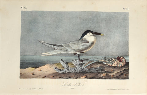 John James Audubon (American, 1785-1851), Pl 431 - Sandwich Tern