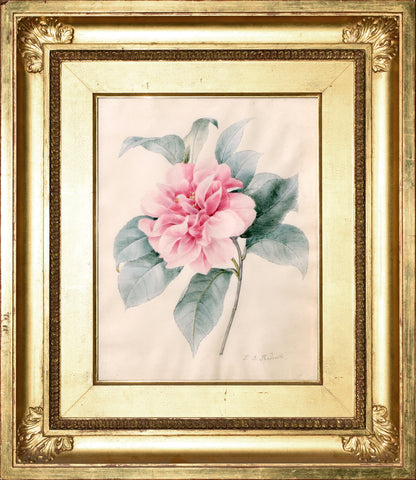 Pierre-Joseph Redouté (Belgian, 1759-1840), Camellia
