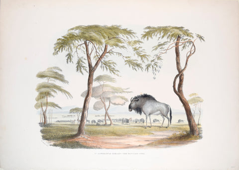 Captain W. Cornwallis Harris (1807-1848), Plate IV The Brindled Gnoo [Gnu], aka The Blue Wildebeest