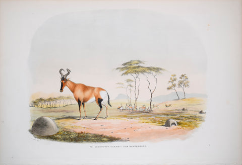 Captain W. Cornwallis Harris (1807-1848), Plate VII The Hartebeest [Antelope]