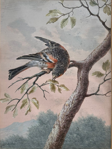 BARBARA REGINA DIETZSCH (GERMAN, 1706-1783) MARGARETHA-BARBARA DIETZSCH (GERMAN, 1716-1795) ERNST FRIEDRICH CARL LANG (GERMAN, 1748-1782), Finch or Brambling