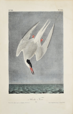 John James Audubon (American, 1785-1851), Pl 436 - Arctic Tern