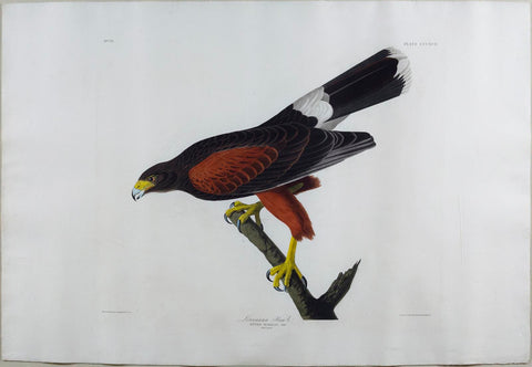 John James Audubon (1785-1851), Plate CCCXCII Louisiana Hawk