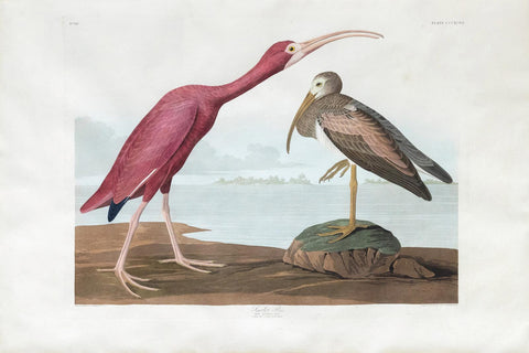 John James Audubon (1785-1851), Plate CCCXCVII Scarlet Ibis