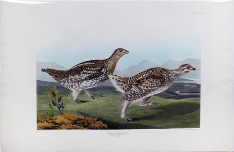 John James Audubon (1785-1851), Plate CCCLXXXII Sharp-tailed Grous