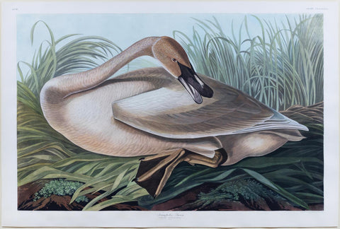 John James Audubon (1785-1851), Plate CCCLXXVI Trumpeter Swan (Young)