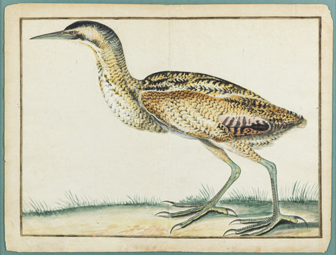 ENGLISH SCHOOL (18th CENTURY), Whimbrel