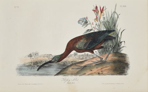 John James Audubon (American, 1785-1851), Pl 358 - Glossy Ibis, Adult Male