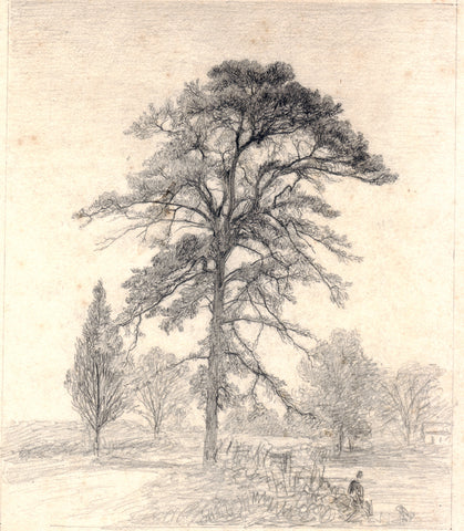 John Henry Hill (1839-1922), Tree Study