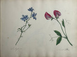 Sophia Hope (British, 19th Century), Album of Botanical Watercolors
