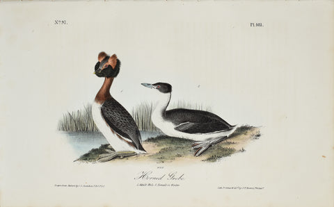 John James Audubon (American, 1785-1851), Pl 481 - Horned Grebe