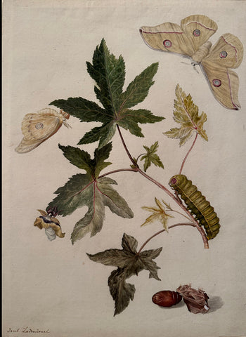 Jacob L’Admiral (Dutch, 1700–1770), Emperor Gum Moth with Caterpillar and Pupae