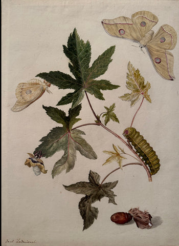 Jacob L’Admiral (Dutch, 1700–1770), Emperor Gum Moth with Caterpillar and Pupae