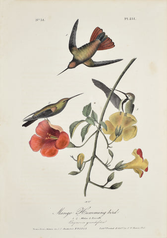 John James Audubon (American, 1785-1851), Pl 251 - Mango Hummingbird