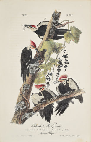 John James Audubon (American, 1785-1851), Pl 257 - Pileated Woodpecker