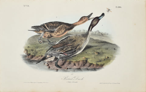 John James Audubon (American, 1785-1851), Pl 390 - Pintail Duck