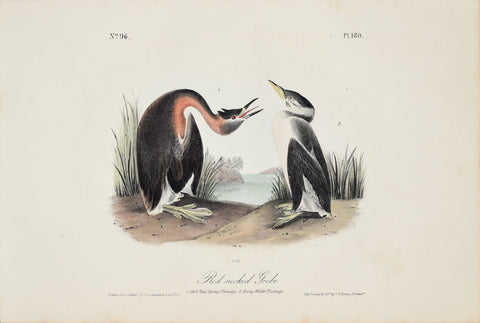John James Audubon (American, 1785-1851), Pl 480 - Red-necked Grebe