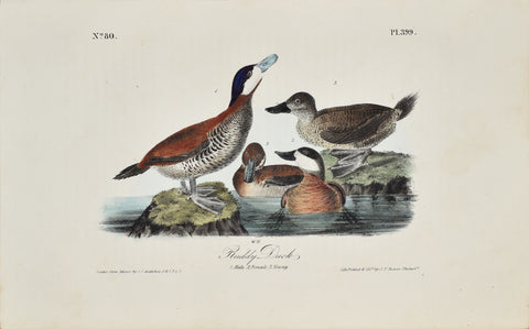 John James Audubon (American, 1785-1851), Pl 399 - Ruddy Duck