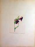 Schonfeld (DUTCH, fl.1816-1821), Magnificent Album of Original Watercolors of Brazilian Flowers