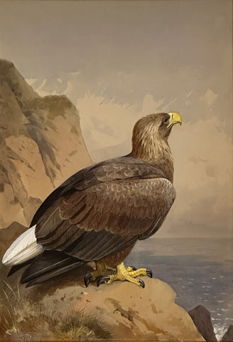 Archibald Thorburn, (British, 1860-1935), Sea Eagle, 1883