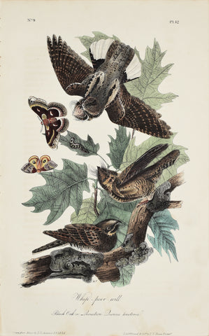 John James Audubon (American, 1785-1851), Pl 42 - Whip-poor-will