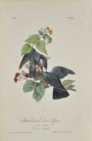 John James Audubon (American, 1785-1851), Pl 280 - White-headed Dove or Pigeon