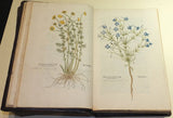 Leonhard Fuchs (1501-1566), De historia stirpium commentarii insignes...