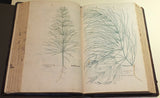 Leonhard Fuchs (1501-1566), De historia stirpium commentarii insignes...