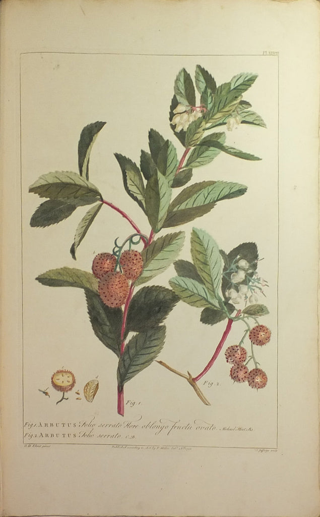 AGRIMONIA, AGRIMONY, offers Philip Miller Large Antique Botanical Print 1760