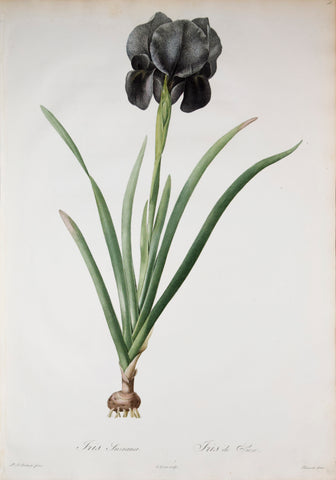 Pierre Joseph Redouté (1759-1840), Iris Suziana, Plate 18