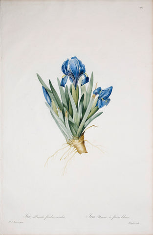 Pierre Joseph Redouté (1759-1840), Iris Pumila, Plate 262