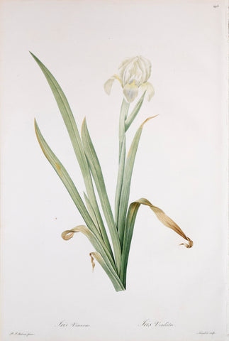 Pierre Joseph Redouté (1759-1840), Iris Vinescens, Plate 295