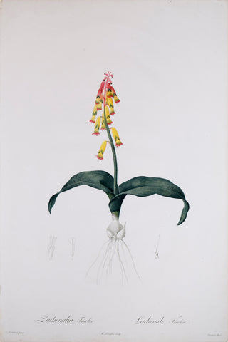 Pierre Joseph Redouté (1759-1840), Lachenalia Tricolor, Plate 2