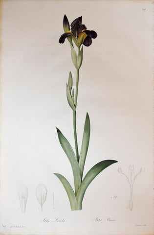 Pierre Joseph Redouté (1759-1840), Iris Lurida, Plate 318