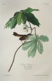 John James Audubon (1785-1851), Plate LXIV Swamp Sparrow
