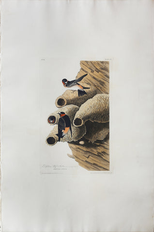 John James Audubon (1785-1851), Plate LXVIII Republican or Cliff Swallow
