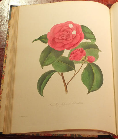 Alfred Chandler (1804-1896) William Beattie Booth (?1804-1874), Illustrations And Descriptions Of The Plants Which Compose The Natural Order Camellieae