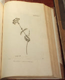 Nikolaus Joseph Freiherr von Jacquin (1727-1817), Selectarum stirpium Americanarum historia...