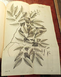 Nikolaus Joseph Freiherr von Jacquin (1727-1817), Selectarum stirpium Americanarum historia...