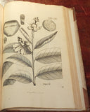 Nikolaus Joseph Freiherr von Jacquin (1727-1817), Selectarum stirpium Americanarum historia...